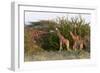 Masai Giraffe (Giraffa Camelopardalis), Samburu National Reserve, Kenya, East Africa, Africa-Sergio Pitamitz-Framed Photographic Print