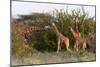 Masai Giraffe (Giraffa Camelopardalis), Samburu National Reserve, Kenya, East Africa, Africa-Sergio Pitamitz-Mounted Photographic Print