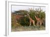 Masai Giraffe (Giraffa Camelopardalis), Samburu National Reserve, Kenya, East Africa, Africa-Sergio Pitamitz-Framed Photographic Print