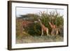 Masai Giraffe (Giraffa Camelopardalis), Samburu National Reserve, Kenya, East Africa, Africa-Sergio Pitamitz-Framed Photographic Print