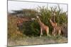 Masai Giraffe (Giraffa Camelopardalis), Samburu National Reserve, Kenya, East Africa, Africa-Sergio Pitamitz-Mounted Photographic Print