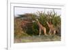 Masai Giraffe (Giraffa Camelopardalis), Samburu National Reserve, Kenya, East Africa, Africa-Sergio Pitamitz-Framed Photographic Print