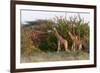 Masai Giraffe (Giraffa Camelopardalis), Samburu National Reserve, Kenya, East Africa, Africa-Sergio Pitamitz-Framed Photographic Print