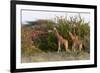 Masai Giraffe (Giraffa Camelopardalis), Samburu National Reserve, Kenya, East Africa, Africa-Sergio Pitamitz-Framed Photographic Print