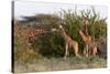 Masai Giraffe (Giraffa Camelopardalis), Samburu National Reserve, Kenya, East Africa, Africa-Sergio Pitamitz-Stretched Canvas