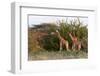Masai Giraffe (Giraffa Camelopardalis), Samburu National Reserve, Kenya, East Africa, Africa-Sergio Pitamitz-Framed Photographic Print
