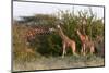 Masai Giraffe (Giraffa Camelopardalis), Samburu National Reserve, Kenya, East Africa, Africa-Sergio Pitamitz-Mounted Photographic Print