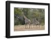 Masai giraffe (Giraffa camelopardalis tippelskirchi), adult and two juveniles, Selous Game Reserve,-James Hager-Framed Photographic Print