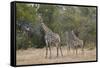 Masai giraffe (Giraffa camelopardalis tippelskirchi), adult and two juveniles, Selous Game Reserve,-James Hager-Framed Stretched Canvas