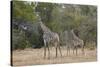 Masai giraffe (Giraffa camelopardalis tippelskirchi), adult and two juveniles, Selous Game Reserve,-James Hager-Stretched Canvas