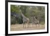 Masai giraffe (Giraffa camelopardalis tippelskirchi), adult and two juveniles, Selous Game Reserve,-James Hager-Framed Photographic Print