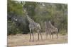 Masai giraffe (Giraffa camelopardalis tippelskirchi), adult and two juveniles, Selous Game Reserve,-James Hager-Mounted Photographic Print