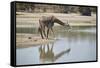 Masai giraffe (Giraffa camelopardalis tippelskirchi) drinking, Selous Game Reserve, Tanzania, East -James Hager-Framed Stretched Canvas