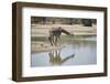 Masai giraffe (Giraffa camelopardalis tippelskirchi) drinking, Selous Game Reserve, Tanzania, East -James Hager-Framed Photographic Print