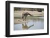 Masai giraffe (Giraffa camelopardalis tippelskirchi) drinking, Selous Game Reserve, Tanzania, East -James Hager-Framed Photographic Print