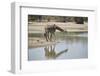 Masai giraffe (Giraffa camelopardalis tippelskirchi) drinking, Selous Game Reserve, Tanzania, East -James Hager-Framed Photographic Print