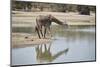 Masai giraffe (Giraffa camelopardalis tippelskirchi) drinking, Selous Game Reserve, Tanzania, East -James Hager-Mounted Photographic Print