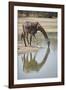 Masai giraffe (Giraffa camelopardalis tippelskirchi) drinking, Selous Game Reserve, Tanzania, East -James Hager-Framed Photographic Print