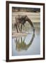 Masai giraffe (Giraffa camelopardalis tippelskirchi) drinking, Selous Game Reserve, Tanzania, East -James Hager-Framed Photographic Print