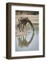 Masai giraffe (Giraffa camelopardalis tippelskirchi) drinking, Selous Game Reserve, Tanzania, East -James Hager-Framed Photographic Print