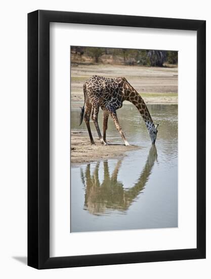 Masai giraffe (Giraffa camelopardalis tippelskirchi) drinking, Selous Game Reserve, Tanzania, East -James Hager-Framed Photographic Print