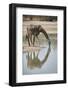 Masai giraffe (Giraffa camelopardalis tippelskirchi) drinking, Selous Game Reserve, Tanzania, East -James Hager-Framed Photographic Print