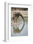 Masai giraffe (Giraffa camelopardalis tippelskirchi) drinking, Selous Game Reserve, Tanzania, East -James Hager-Framed Photographic Print