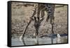 Masai giraffe (Giraffa camelopardalis tippelskirchi) drinking, Selous Game Reserve, Tanzania, East -James Hager-Framed Stretched Canvas