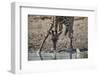 Masai giraffe (Giraffa camelopardalis tippelskirchi) drinking, Selous Game Reserve, Tanzania, East -James Hager-Framed Photographic Print