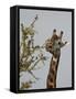 Masai Giraffe (Giraffa Camelopardalis Tippelskirchi) Feeding, Serengeti National Park, Tanzania, Ea-James Hager-Framed Stretched Canvas