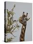 Masai Giraffe (Giraffa Camelopardalis Tippelskirchi) Feeding, Serengeti National Park, Tanzania, Ea-James Hager-Stretched Canvas