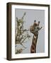 Masai Giraffe (Giraffa Camelopardalis Tippelskirchi) Feeding, Serengeti National Park, Tanzania, Ea-James Hager-Framed Photographic Print