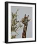 Masai Giraffe (Giraffa Camelopardalis Tippelskirchi) Feeding, Serengeti National Park, Tanzania, Ea-James Hager-Framed Photographic Print