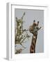 Masai Giraffe (Giraffa Camelopardalis Tippelskirchi) Feeding, Serengeti National Park, Tanzania, Ea-James Hager-Framed Photographic Print