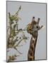 Masai Giraffe (Giraffa Camelopardalis Tippelskirchi) Feeding, Serengeti National Park, Tanzania, Ea-James Hager-Mounted Photographic Print