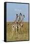 Masai Giraffe (Giraffa Camelopardalis Tippelskirchi) Juveniles, Masai Mara Game Reserve, Kenya-Denis-Huot-Framed Stretched Canvas