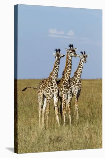 Masai Giraffe (Giraffa Camelopardalis Tippelskirchi) Juveniles, Masai Mara Game Reserve, Kenya-Denis-Huot-Stretched Canvas