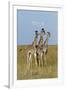 Masai Giraffe (Giraffa Camelopardalis Tippelskirchi) Juveniles, Masai Mara Game Reserve, Kenya-Denis-Huot-Framed Photographic Print