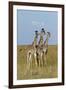 Masai Giraffe (Giraffa Camelopardalis Tippelskirchi) Juveniles, Masai Mara Game Reserve, Kenya-Denis-Huot-Framed Photographic Print