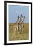 Masai Giraffe (Giraffa Camelopardalis Tippelskirchi) Juveniles, Masai Mara Game Reserve, Kenya-Denis-Huot-Framed Photographic Print