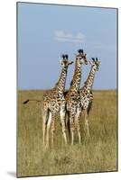 Masai Giraffe (Giraffa Camelopardalis Tippelskirchi) Juveniles, Masai Mara Game Reserve, Kenya-Denis-Huot-Mounted Photographic Print