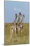 Masai Giraffe (Giraffa Camelopardalis Tippelskirchi) Juveniles, Masai Mara Game Reserve, Kenya-Denis-Huot-Mounted Photographic Print