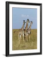 Masai Giraffe (Giraffa Camelopardalis Tippelskirchi) Juveniles, Masai Mara Game Reserve, Kenya-Denis-Huot-Framed Photographic Print