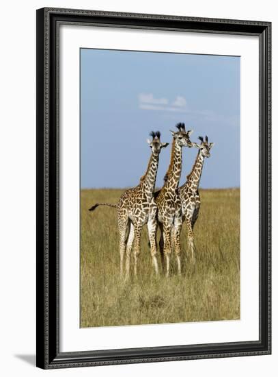 Masai Giraffe (Giraffa Camelopardalis Tippelskirchi) Juveniles, Masai Mara Game Reserve, Kenya-Denis-Huot-Framed Photographic Print