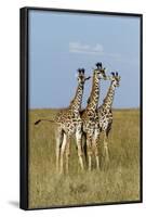 Masai Giraffe (Giraffa Camelopardalis Tippelskirchi) Juveniles, Masai Mara Game Reserve, Kenya-Denis-Huot-Framed Photographic Print