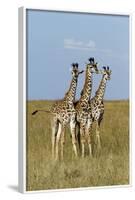 Masai Giraffe (Giraffa Camelopardalis Tippelskirchi) Juveniles, Masai Mara Game Reserve, Kenya-Denis-Huot-Framed Photographic Print