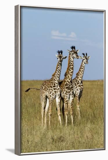 Masai Giraffe (Giraffa Camelopardalis Tippelskirchi) Juveniles, Masai Mara Game Reserve, Kenya-Denis-Huot-Framed Photographic Print