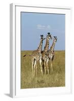 Masai Giraffe (Giraffa Camelopardalis Tippelskirchi) Juveniles, Masai Mara Game Reserve, Kenya-Denis-Huot-Framed Photographic Print