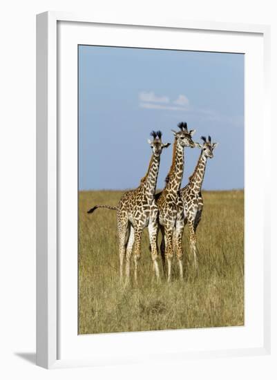 Masai Giraffe (Giraffa Camelopardalis Tippelskirchi) Juveniles, Masai Mara Game Reserve, Kenya-Denis-Huot-Framed Photographic Print