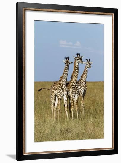 Masai Giraffe (Giraffa Camelopardalis Tippelskirchi) Juveniles, Masai Mara Game Reserve, Kenya-Denis-Huot-Framed Photographic Print